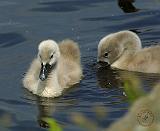 Mute Swan 9R054D-114